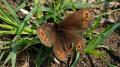 2018-05-19 zelena na palave 11